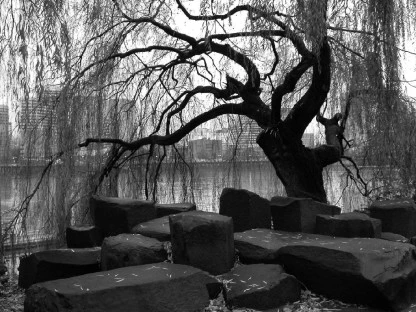 Rocks and Willow Tree, Waterfront
