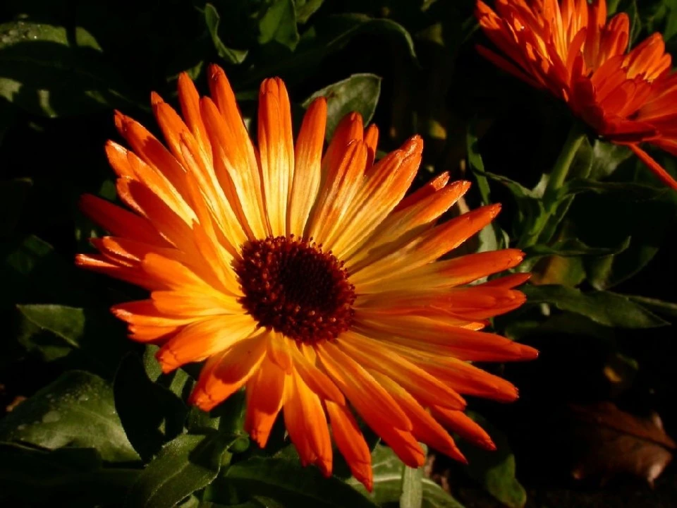 Sunlit Flowers