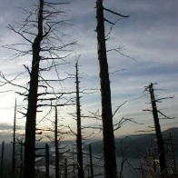 Windswept Trees, Gorge