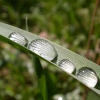 Water Droplets on a Blade of Grass