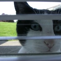 Inquisitive Feline at Back Porch
