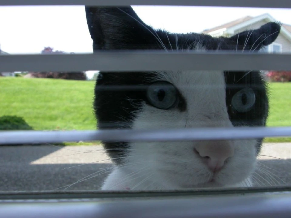 Inquisitive Feline at Back Porch