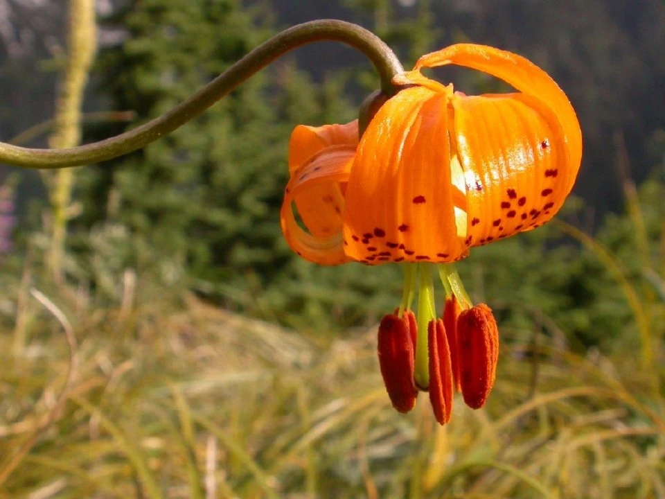 Orange Wildflower