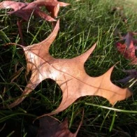 Leaf on a Hill