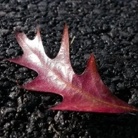 Solitary Leaf on Pavement
