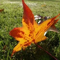 Fall Leaf on Wet Grass