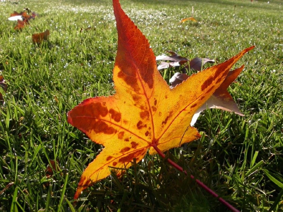 Fall Leaf on Wet Grass
