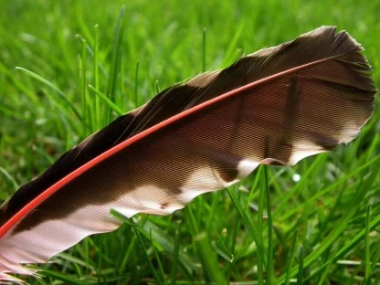 Feather on Lawn