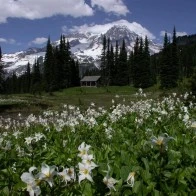 Avalanche Lilies, Mt. Rainier