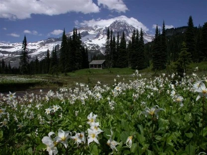 Avalanche Lilies, Mt. Rainier