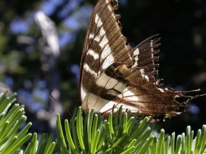 Butterfly, Mount Hood Wilderness