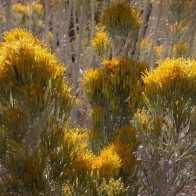 Golden Desert Blooms