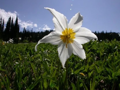 Avalanche Lily on a Gusty Afternoon