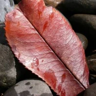 Wet Leaf on Rocks