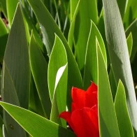 Early Tulip