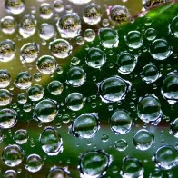 Droplets, Sheet Weaver's Web