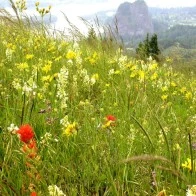 Wildflowers, Columbia Gorge