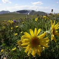 Wildflowers, Continental Divide