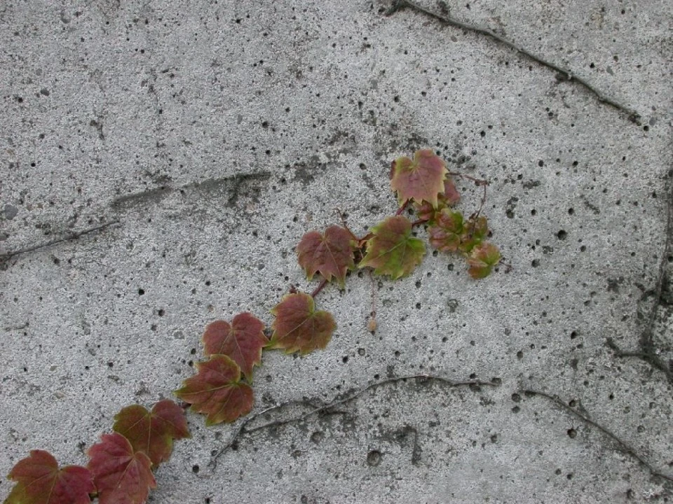 Ivy on Cement