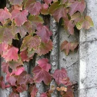 Ivy on Cement