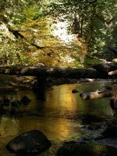 A Quiet Creek