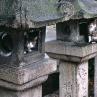 Cats, Fushimi Inari Taisha