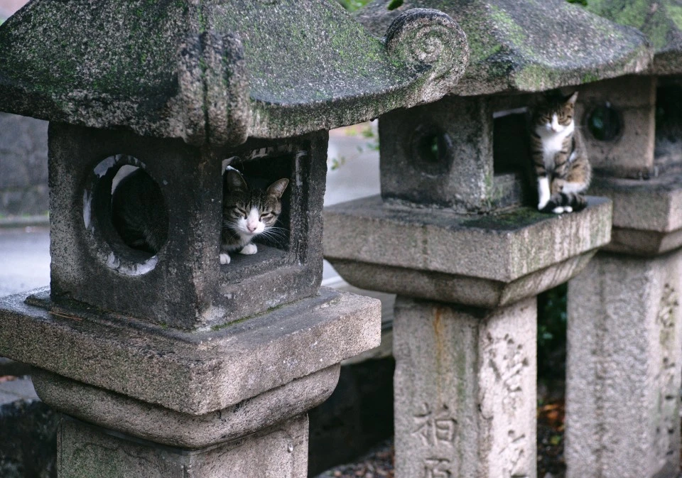 Cats, Fushimi Inari Taisha