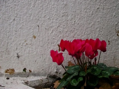 Red Flowers in a Concrete World