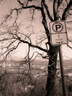Tree and No Parking